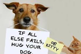 If All Else Fails, Hug Your Dog - Or KittyMy Incredible Website via Relatably.com