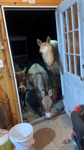 Understanding the Difference Between Horses and Donkeys | TikTok