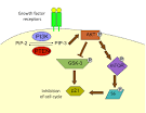 Pikinase pten