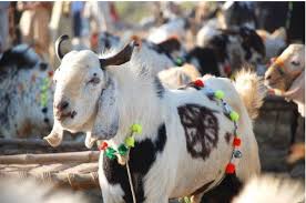 Image result for bakra eid 2015 pakistan