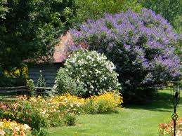 Tetradium daniellii var. hupehensis에 대한 이미지 검색결과