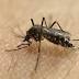 Columbus lands spot on 'Top 50 Mosquito Cities' list