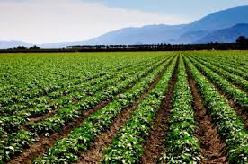 Image result for FARM LAND FOR SALE