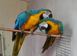 Image result for baby macaw parrot for sale