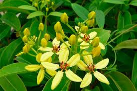 Image result for Perepilichny