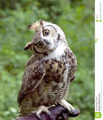 images?q=tbn:ANd9GcT1mrqKHvxDjxgvQ1XQaoy-IG8FMYEB66FzLt986ol-k3mCZ3Z45Q