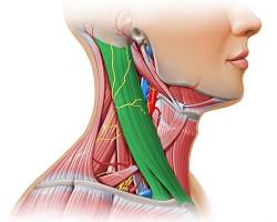 Image of Sternocleidomastoid muscle anatomy