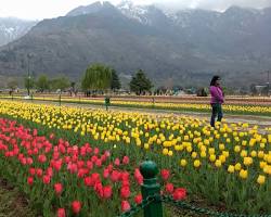 Image of Indira Gandhi Memorial Tulip Garden, Srinagar