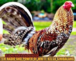 Image of gamefowl bloodlines Sweater Kelso Hatch Butcher Radio Roundhead Grey