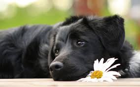Image result for Black lab