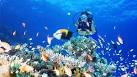 Must Dive Destinations for 20- Diving, Travel - Padi