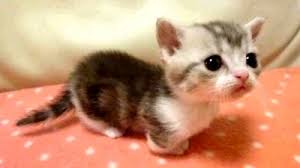 Résultat de recherche d'images pour "chat mignon"