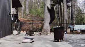 Courage mit vier Pfoten: Hunde schlagen Bären-Duo in die Flucht