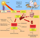 Vitamin D: das unterschätzte Hormontalent - GoldSeiten Blogs