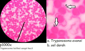 Image result for gambar trypanosoma evansi