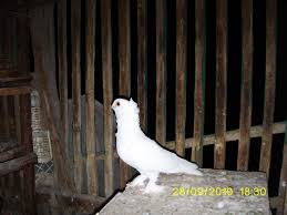 الحمام الغزار