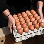  Recalled Salmonella Eggs: Plant Numbers, How to Kill Bacteria