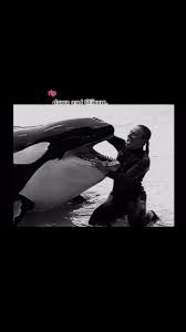 I ♥️ ORCAS (@takedown.seaworld) | TikTok