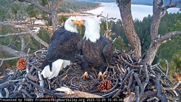 Beloved Big Bear bald eagle Jackie dies after illness; fan-made T-shirts memorialize the livestream star