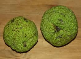 Image result for hedge apples
