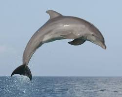 Image of Dolphin