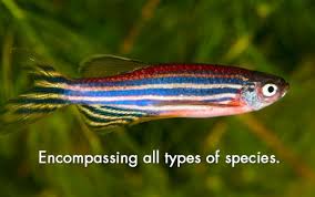 Hasil gambar untuk animal