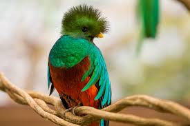 Resultado de imagen para el quetzal