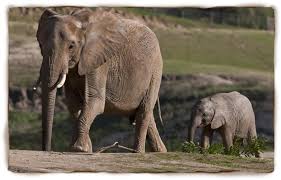 Image result for asian elephant vs african elephant