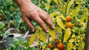 C'est fini d'arracher les tomates qui jaunissent : voici ce que font désormais les jardiniers avertis