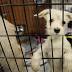Time for Statehouse to take action on animal-cruelty bill: Carl Burgio