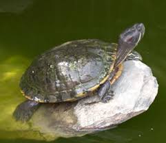 Resultado de imagen de galapago