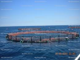 Image result for GAMBAR AQUACULTURE