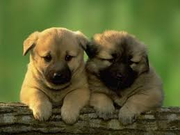 Resultado de imagen de perritos