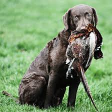 Image result for "Chesapeake bay retriever"