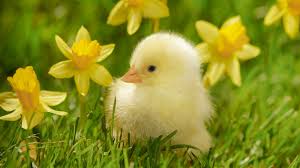 Image result for spring