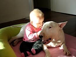 Image result for bull terrier with babies