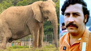 Pablo Escobar's Former Elephant, Raina, Dies at 70