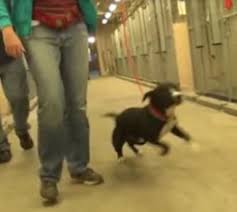The Animal - Death row dog discovers he's been adopted and ...