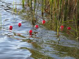 Image result for image hung in weeds bait