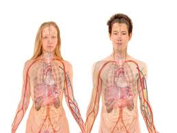 Resultado de imagen para cuerpo humano