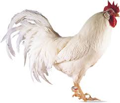 Image result for CHICKEN