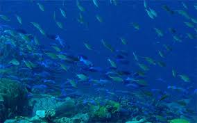 Image result for fisheries