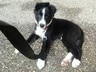 Border collie 5 mois