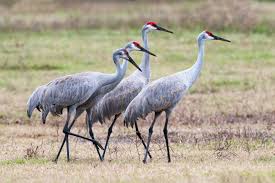 Image result for images of sand hill cranes