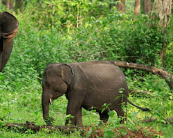 Image of Tholpetty Wildlife Sanctuary Wayanad