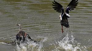 Heatwave tightens grip in Telangana as nine districts record above 43℃; over 42℃ in 22 districts