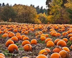 Pumpkin patch