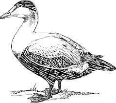 Image result for duck drawing