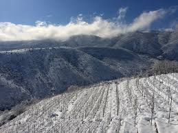 Resultado de imagen de Dada wines