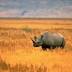 Butting heads over rhino horns